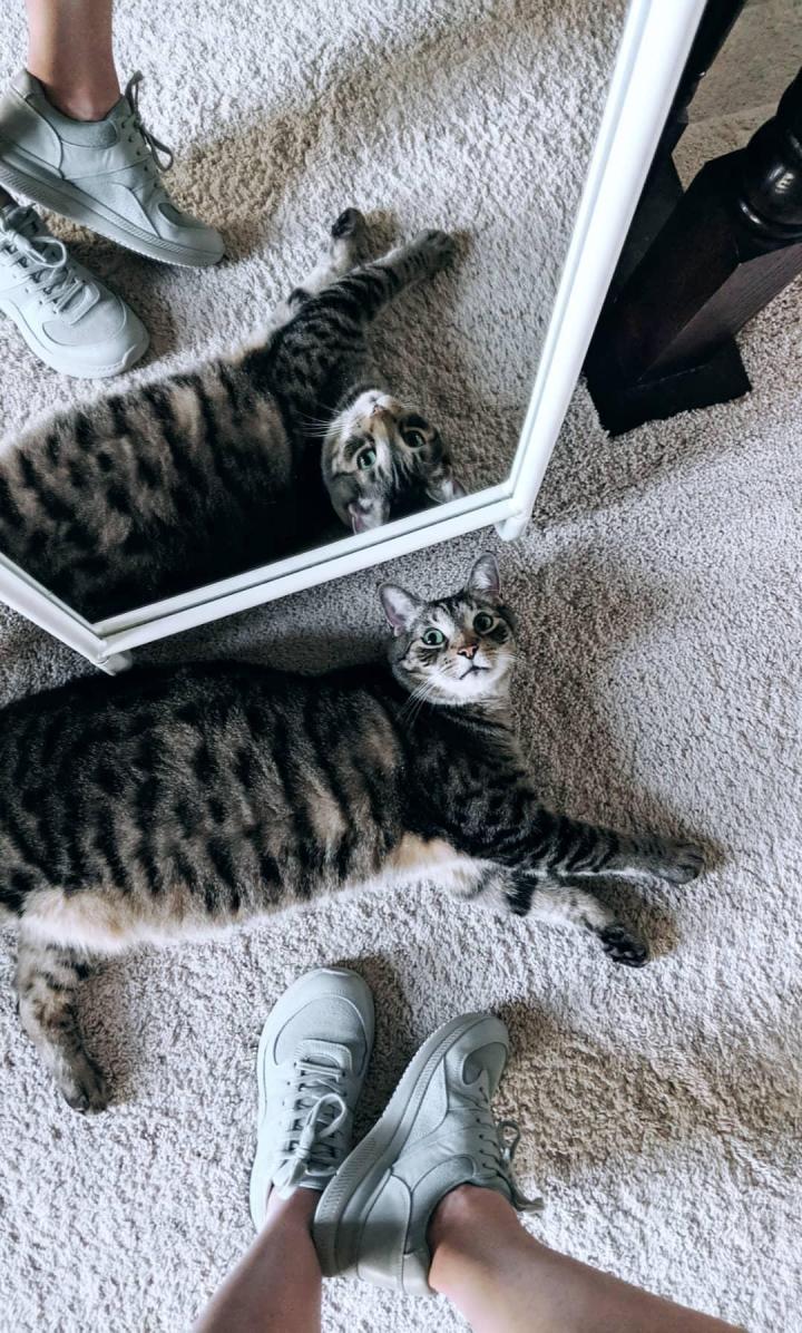 everlane tread trainer glacier review